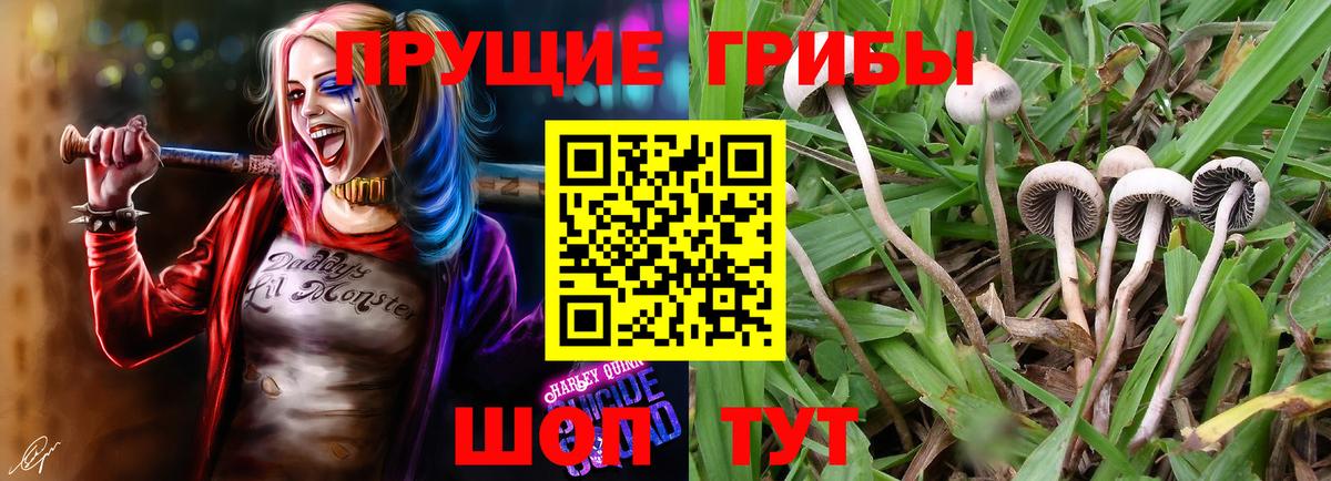 Дзержинский  наркошоп  Галлюциногенные грибы прущие грибы  Вход с VPN  Псилоцибиновые грибы GOLDEN TEACHER 
